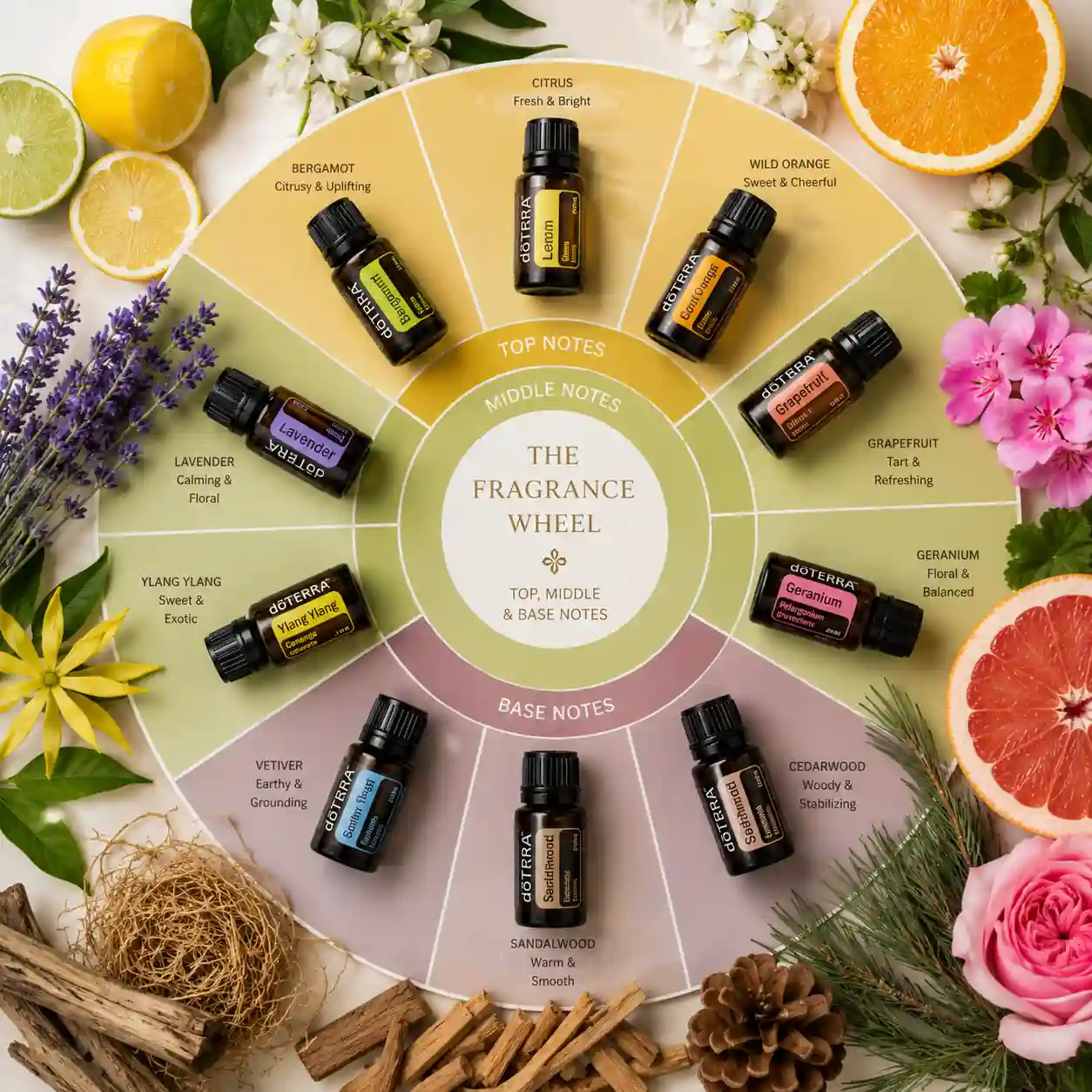 Visual fragrance wheel showing top, middle, and base note essential oils used in blending.